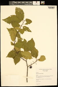 Prunus mexicana image