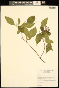 Cornus foemina image