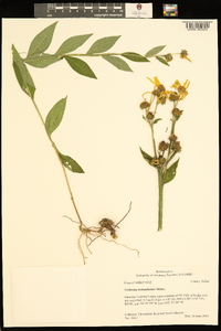 Verbesina helianthoides image