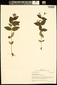 Houstonia purpurea image