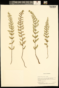 Myriopteris lanosa image