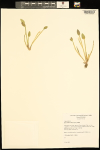 Heteranthera limosa image