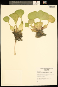 Eichhornia crassipes image