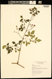 Ampelopsis arborea image