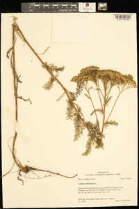 Image of Achillea multiflora