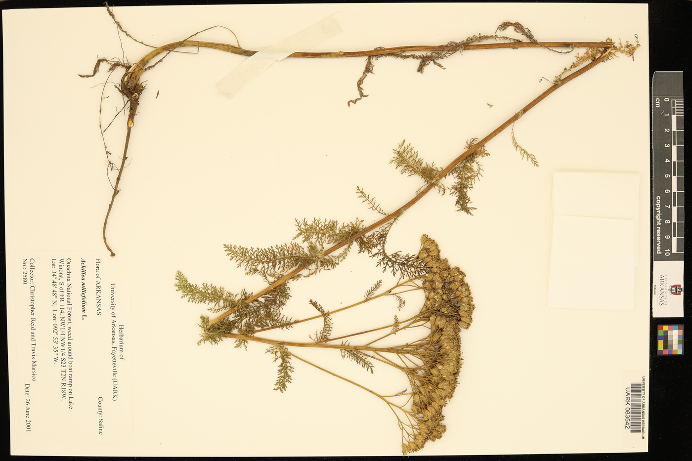 Achillea multiflora image