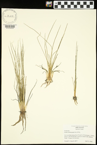 Isoëtes melanopoda image