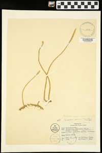 Lycopodiella appressa image