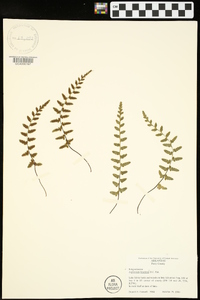 Asplenium bradleyi image