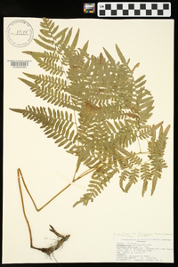 Pteridium aquilinum var. latiusculum image