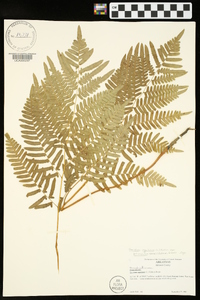 Pteridium aquilinum var. latiusculum image