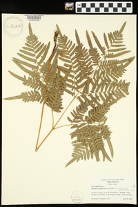 Pteridium aquilinum var. latiusculum image