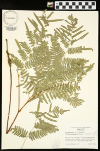 Pteridium aquilinum var. latiusculum image