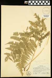 Athyrium filix-femina var. asplenioides image