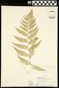 Athyrium filix-femina var. asplenioides image