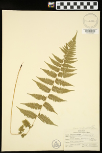 Athyrium filix-femina var. asplenioides image