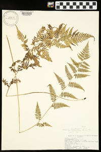 Athyrium filix-femina var. asplenioides image