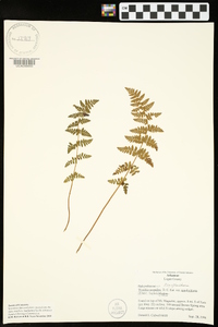 Woodsia scopulina var. appalachiana image