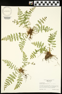 Woodsia obtusa subsp. obtusa image