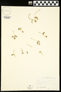 Ophioglossum crotalophoroides image