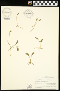 Ophioglossum petiolatum image