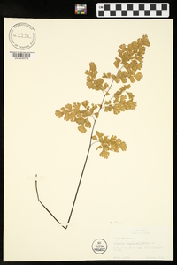 Adiantum capillus-veneris image