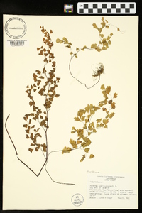 Adiantum capillus-veneris image