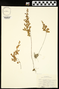 Adiantum capillus-veneris image