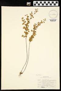 Adiantum capillus-veneris image