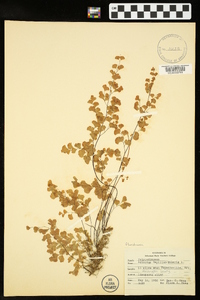 Adiantum capillus-veneris image