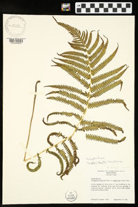 Thelypteris kunthii image