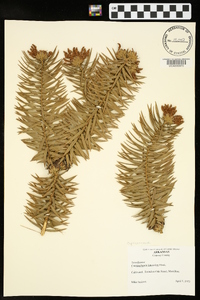 Cunninghamia lanceolata image