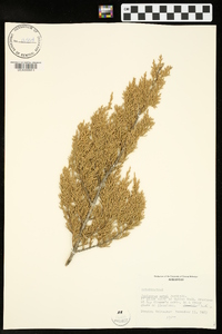 Juniperus ashei image