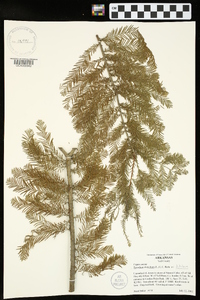 Taxodium distichum var. distichum image