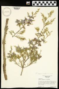 Juniperus virginiana var. virginiana image