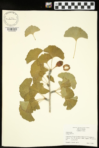 Ginkgo biloba image