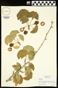 Ginkgo biloba image