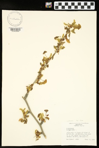 Ginkgo biloba image