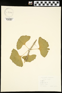 Ginkgo biloba image