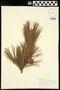 Pinus echinata image