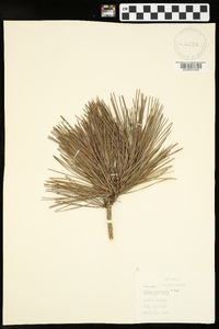 Pinus echinata image