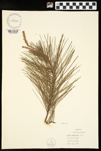 Pinus echinata image