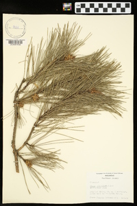 Pinus echinata image