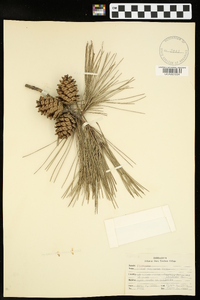 Pinus echinata image
