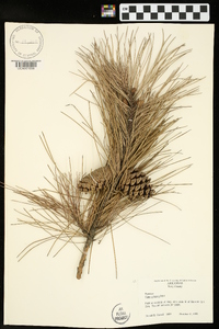 Pinus echinata image