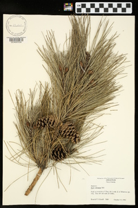 Pinus echinata image