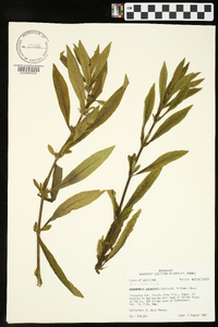 Hygrophila lacustris image