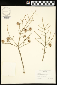 Tsuga canadensis image