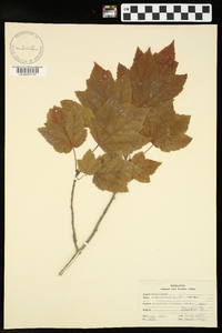 Acer rubrum var. rubrum image