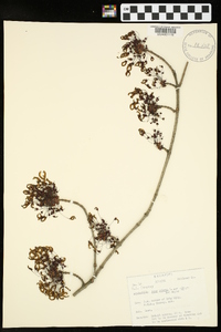 Acer rubrum var. rubrum image